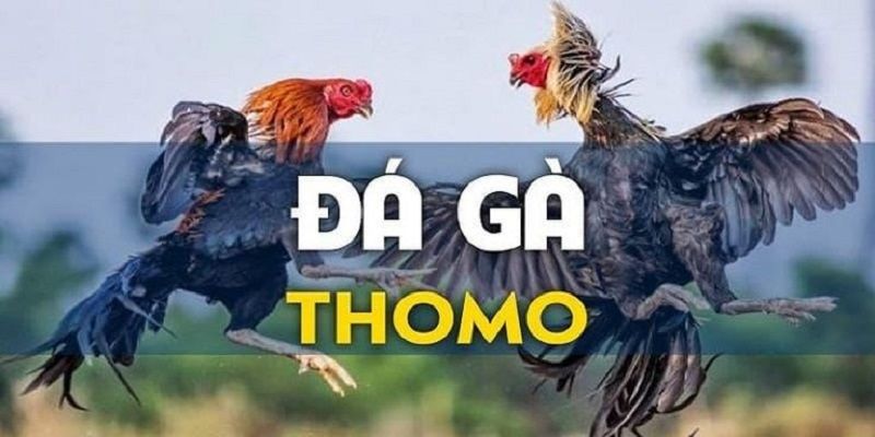 Đá gà trực tiếp Thomo với nhiều cửa cược, thanh toán sòng phẳng 