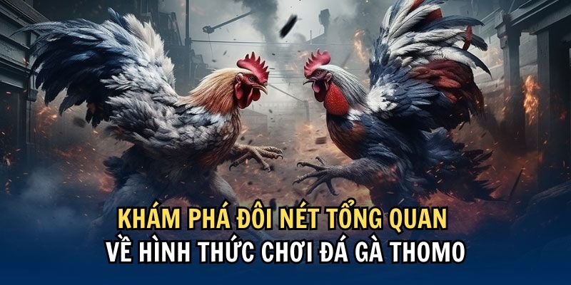 Đôi nét về sân chơi đá gà trực tiếp Thomo uy tín tại QQ88 