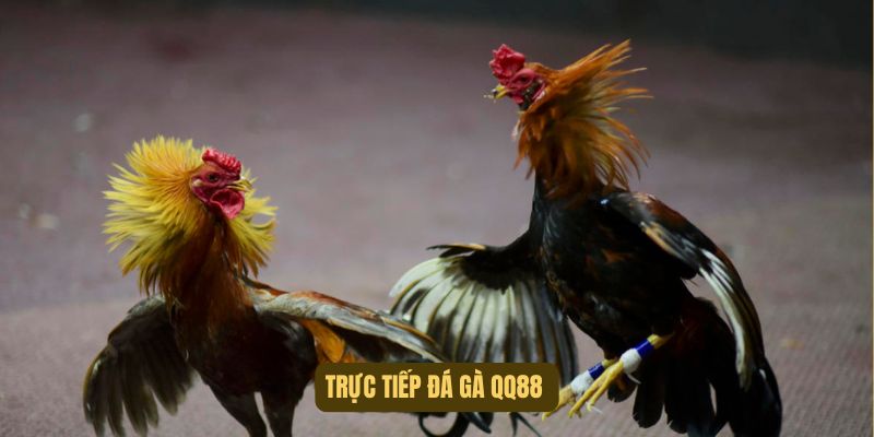 trực tiếp đá gà